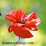 Zodiac Flowers: Discover Your Blooming Personality