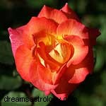 Zodiac Flowers: Discover Your Blooming Personality