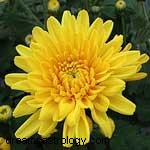 Zodiac Flowers: Discover Your Blooming Personality