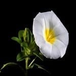 Zodiac Flowers: Discover Your Blooming Personality
