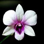 Zodiac Flowers: Discover Your Blooming Personality