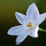 Zodiac Flowers: Discover Your Blooming Personality