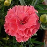 Zodiac Flowers: Discover Your Blooming Personality