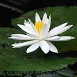 Zodiac Flowers: Discover Your Blooming Personality