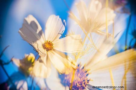 Summer Zodiac Signs: Cancer, Leo & Virgo - Personality & Traits