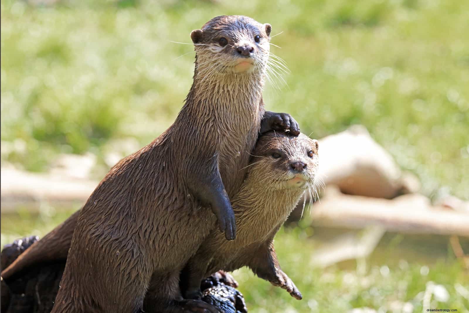 Discover Your Spirit Animal: Birthday Zodiac Compatibility Across 3 Traditions