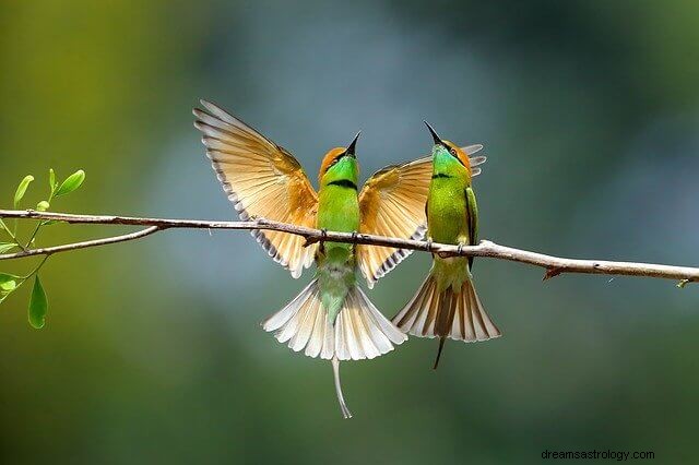 Understanding Why Birds Strike Windows: Causes & Solutions