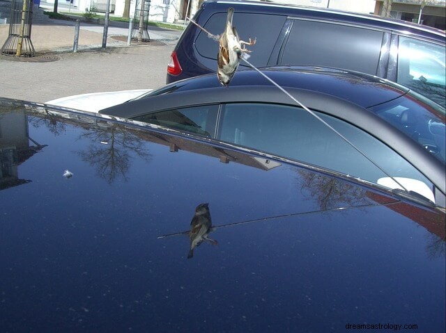 Decoding the Meaning of a Dead Bird: Symbolism & Interpretations