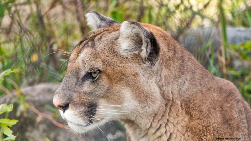 Unlocking Mountain Lion Dream Meanings & Symbolic Significance