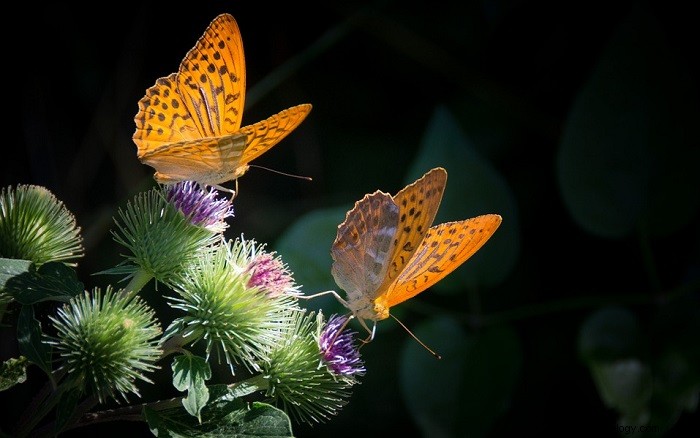 Unlocking the Meaning of Butterfly Dreams: Symbolism & Insights