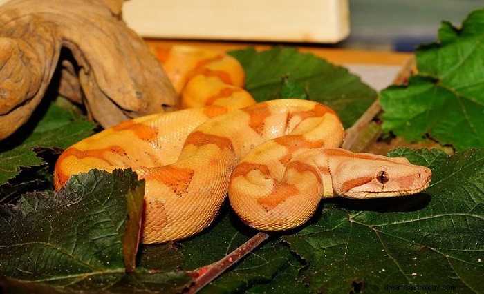 Orange Snake Dreams: Symbolism, Meaning, and Personal Growth