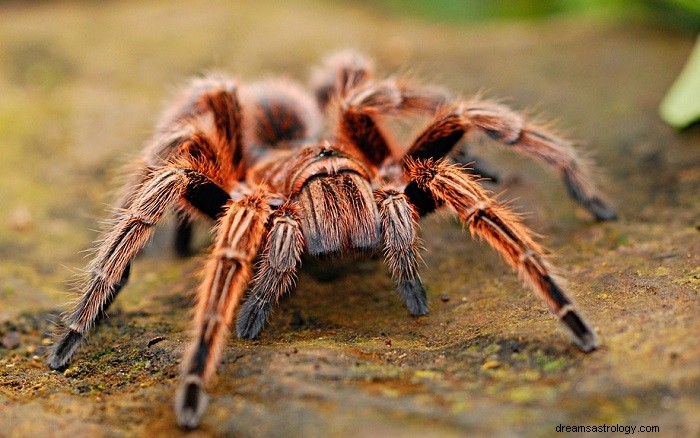 What Dreams About Tarantulas Really Mean: Interpretations & Insights