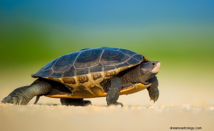 Dreams About Turtles: Interpretation, Symbolism, and Meaning