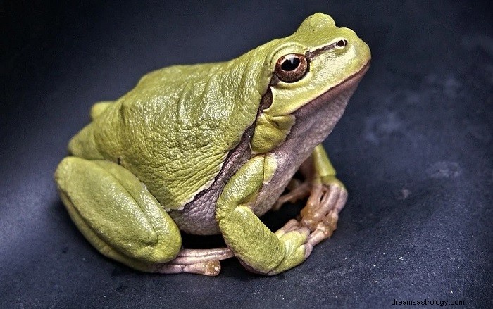 Biblical Significance of Frogs in Dreams: Spiritual Insights