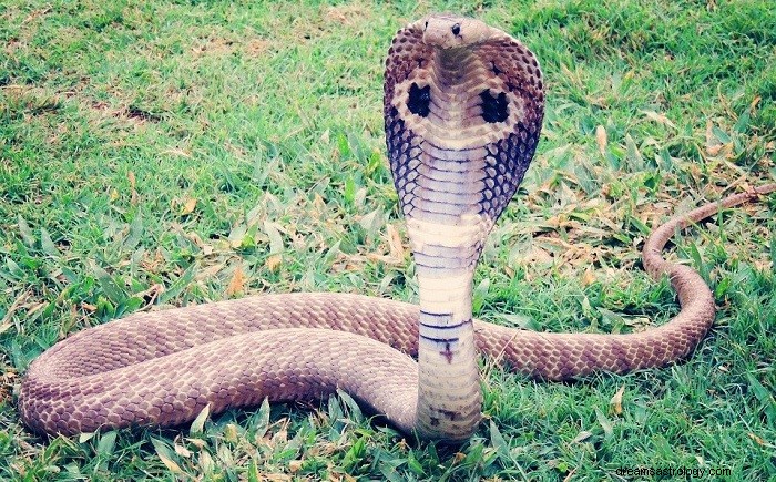 Decoding the King Cobra Dream: Symbolic Meanings & Insights