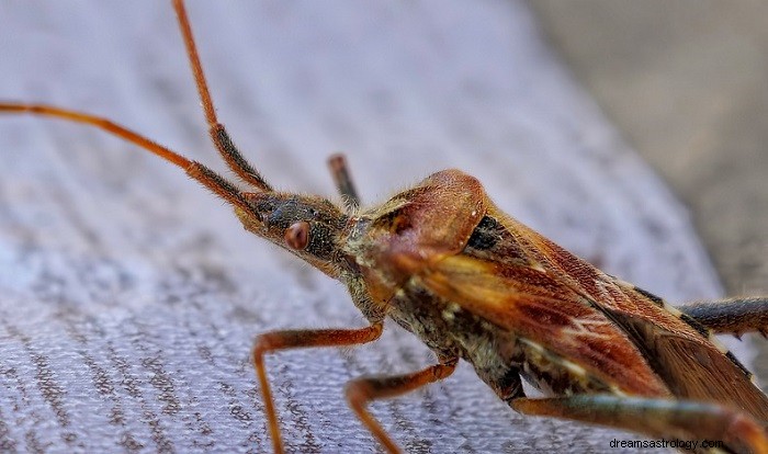 What Bed Bug Dreams Reveal: Meaning & Symbolism Explained