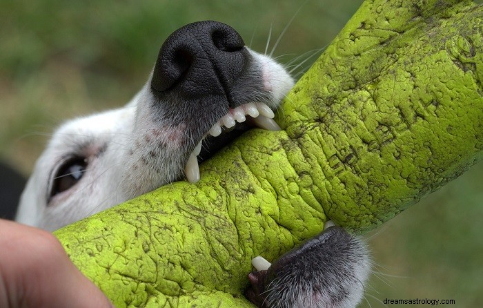 Dreaming of a Dog Bite: What It Means and How to Interpret