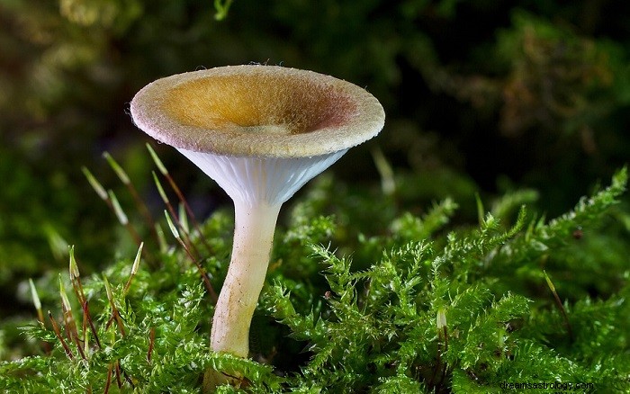 Mushroom Dreams: Symbolic Meanings & Interpretations