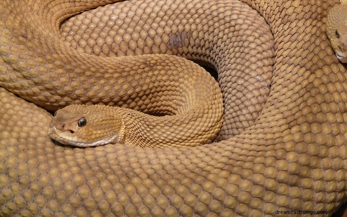 Unlocking the Meaning of Rattlesnake Dreams: Symbolism & Insights