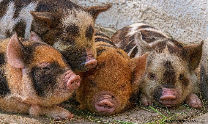 Dreaming of Pigs: Symbolic Interpretations & Hidden Meanings Explained