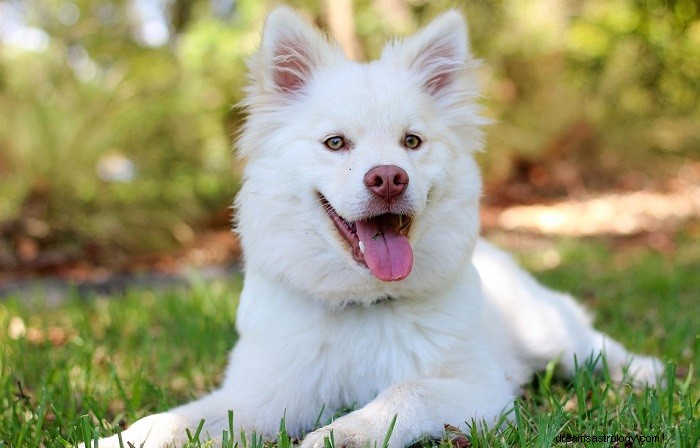 What a White Dog in Your Dream Means: Symbolism & Insights