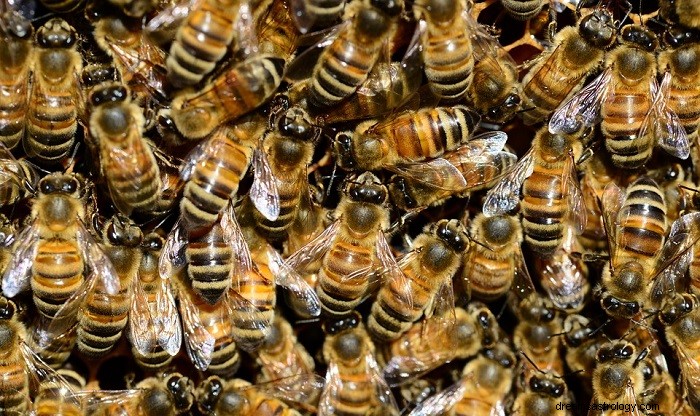 Bee Dreams Explained: Symbolism, Industry, and Prosperity Insights