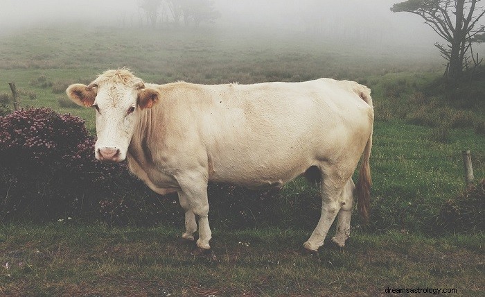 Dreams About Cows: Symbolism, Interpretation & Hidden Meanings