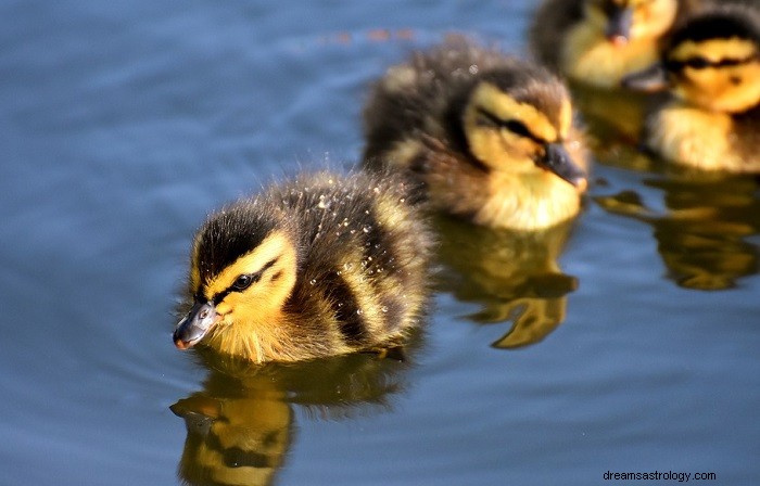 Decoding Duck Dreams: Symbolic Interpretations and Their Meanings