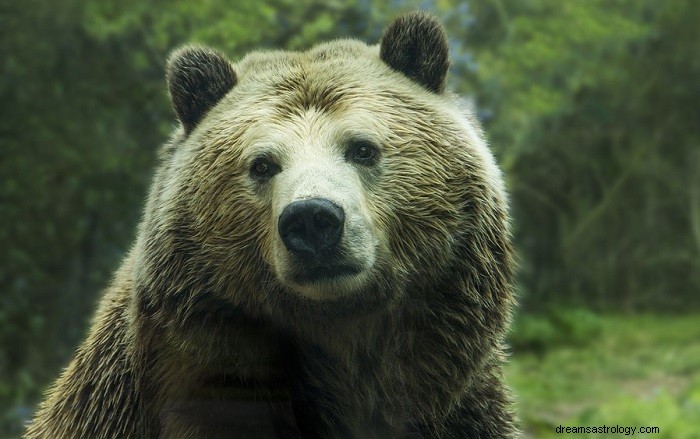 Decoding Bear Dreams: What They Reveal About Strength, Resilience, and Support