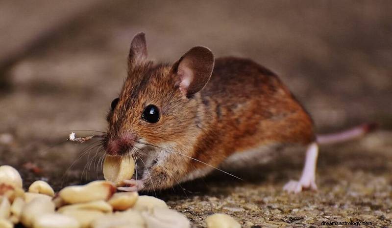The Spiritual Significance of Dreaming About Rats Running Around