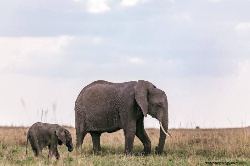 Elephant Dreams: Spiritual Significance & Symbolic Meaning