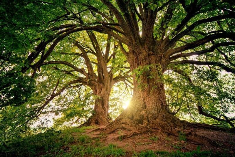 What It Means When a Tree Falls in Your Dream: Spiritual Insights & Symbolic Interpretations