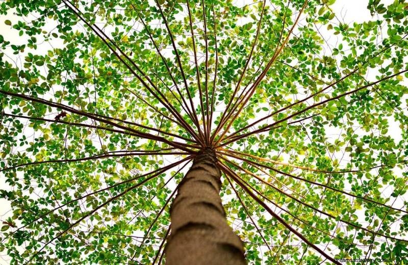 What It Means When a Tree Falls in Your Dream: Spiritual Insights & Symbolic Interpretations