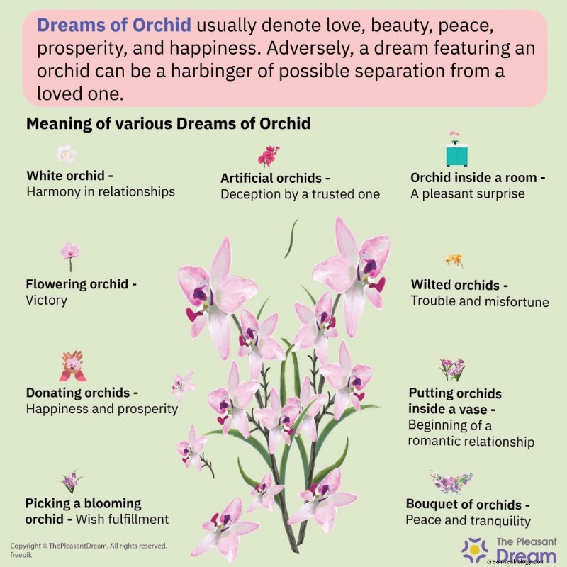 Orchid Dreams: Symbolic Meanings of Success, Wealth, and Hidden Challenges