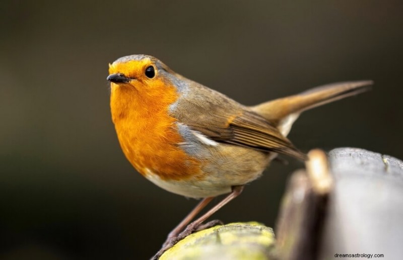 What Dreaming of a Robin Signals: Hope, Renewal, and Joy Explained