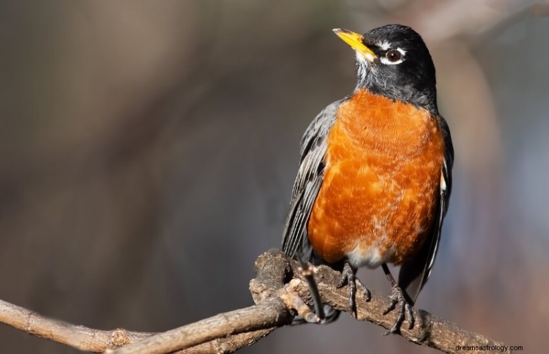 What Dreaming of a Robin Signals: Hope, Renewal, and Joy Explained