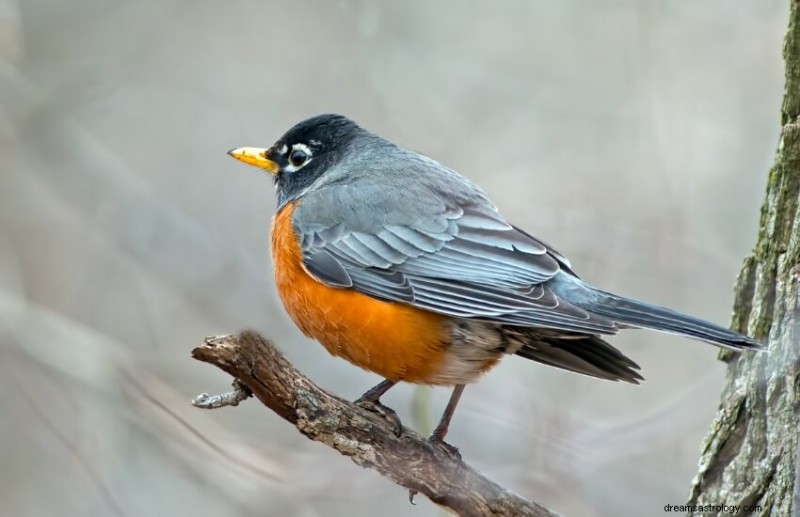 What Dreaming of a Robin Signals: Hope, Renewal, and Joy Explained