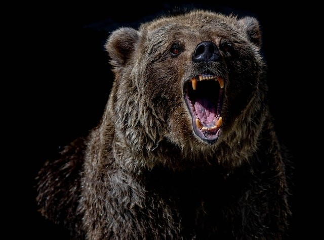 What It Means to Dream About a Bear Attack: Insights & Interpretations