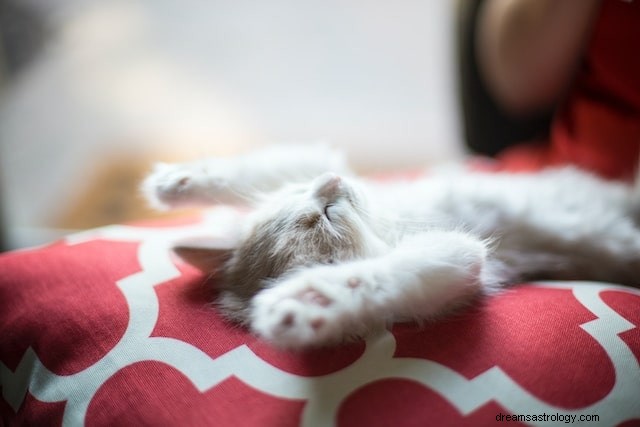Decoding Dreams About Kittens: Symbolic Meanings and Insights