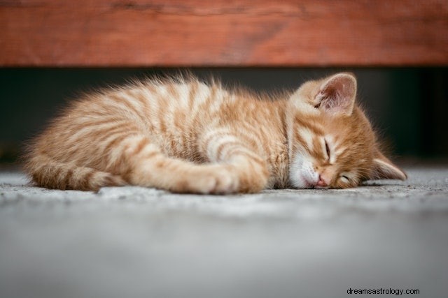Decoding Dreams About Kittens: Symbolic Meanings and Insights