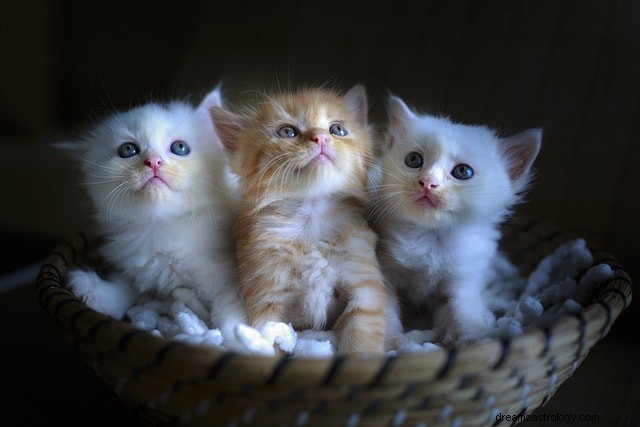 Decoding Dreams About Kittens: Symbolic Meanings and Insights