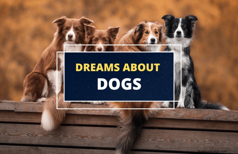 Dreams of Dogs: Unlocking Their Symbolic Meaning