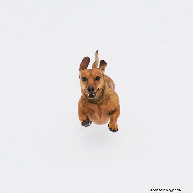 Dreams of Dogs: Unlocking Their Symbolic Meaning
