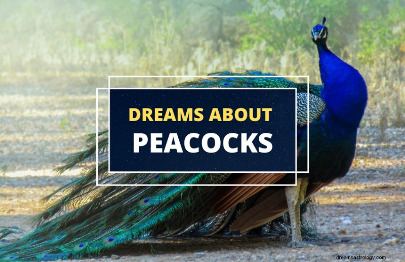 Peacocks: A Timeless Symbol of Beauty, Strength, and Royalty Across Cultures
