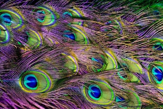 Peacocks: A Timeless Symbol of Beauty, Strength, and Royalty Across Cultures