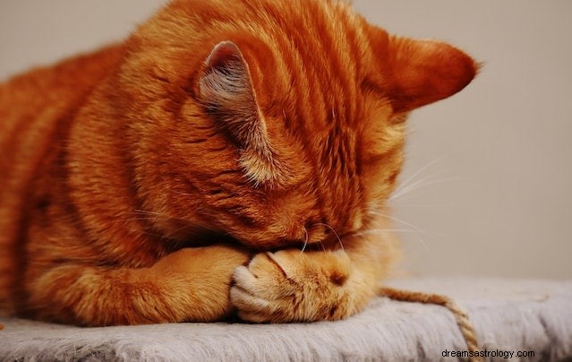 What Your Dream About Cats Might Reveal About Your Life