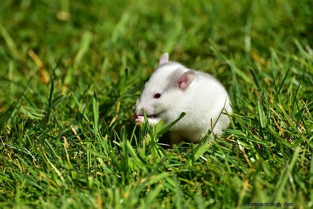 Rats in Your Dreams: Decoding Their Symbolic Meanings and Common Scenarios