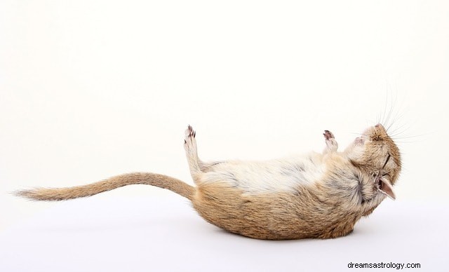 Rats in Your Dreams: Decoding Their Symbolic Meanings and Common Scenarios