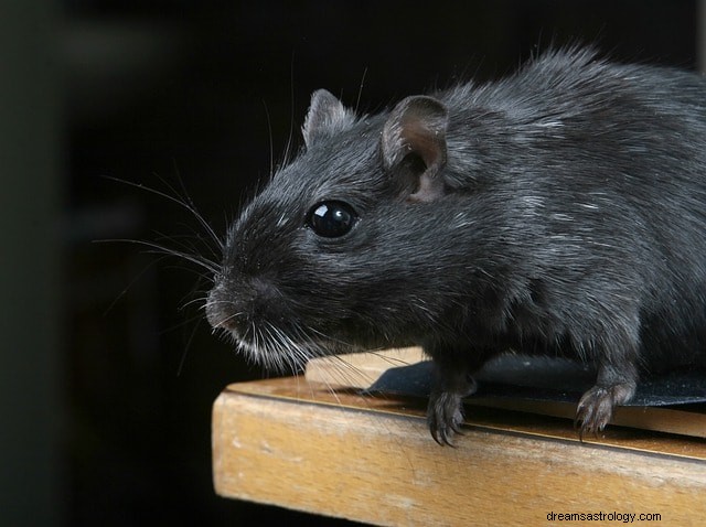 Rats in Your Dreams: Decoding Their Symbolic Meanings and Common Scenarios