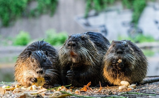 Rats in Your Dreams: Decoding Their Symbolic Meanings and Common Scenarios